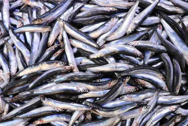 Balıkçılar müjdeyi verdi: Karadeniz efsanesi ‘hamsi’ yüzünü göstermeye başladı-2