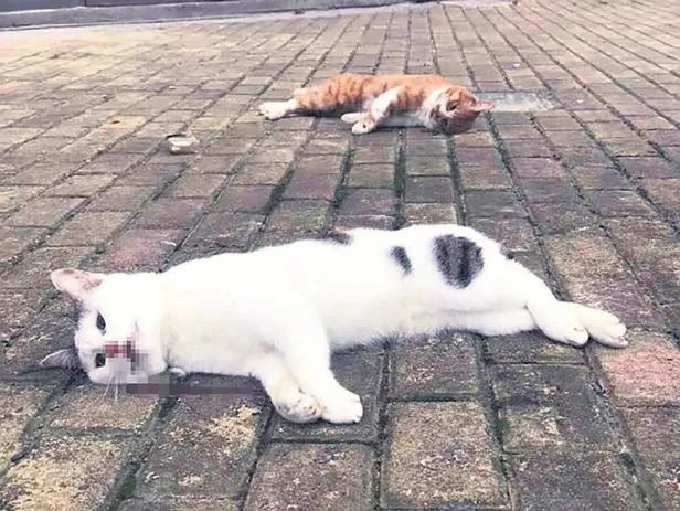 4 kıtada koronavirüs paniği! Takvim doktorları salgından nasıl korunulacağını yazdı-11