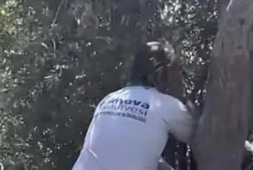 CHP’li Belediye’den ağaç katliamı!