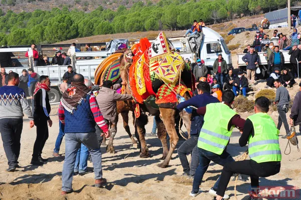 Son anda kurtuldular! Manisa'da deve güreşlerinde ezilme tehlikesi - 34