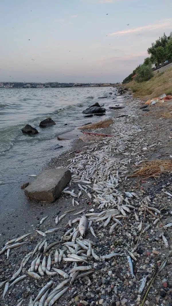 kanal-istanbulu-yaptirmam-diyen-ekrem-imamoglu-kucukcekmece-golune-bakmiyor-binlerce-olu-balik-sahile-vurdu-1625303653895.jpg Kanal İstanbul'u 'yaptırmam' diyen Ekrem İmamoğlu Küçükçekmece Gölü'ne bakmıyor! Binlerce ölü balık sahile vurdu-10