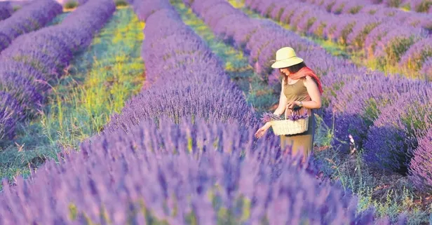 Girişimciye arazi desteği