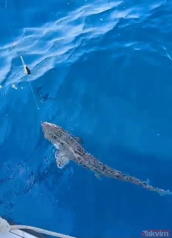 Saros Körfezi'nde oltaya köpek balığı takıldı - 6