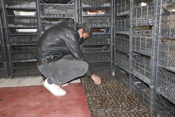 evini-sera-yapip-kiraya-cikti-sebze-fidesi-yetistiriciliginden-300-bin-lira-gelir-bekliyor-1617096917326.jpg