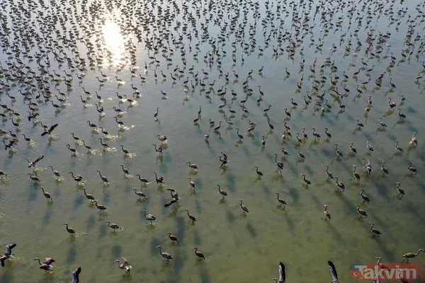 Minik allı turnalar (flamingolar) uçmayı İzmir Kuş Cenneti'ndeki doğal kreşte öğreniyorlar - 48