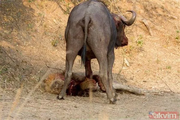 Aslan ve kaplanın (kavgası) karşılaşması hayrete düşürdü! - 47