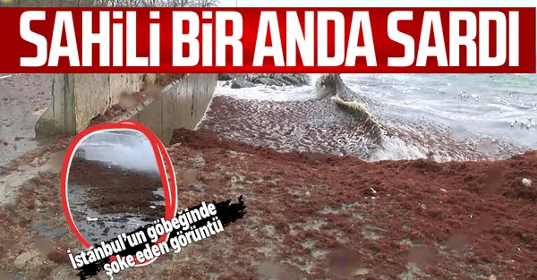 Caddebostan Sahili kırmızıya boyandı! Dev dalgalar sahili kırmızı yosunlarla kapladı-1