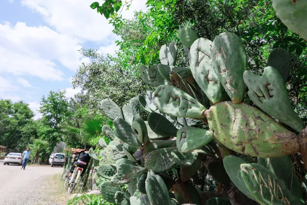 kafaya-bak-asklari-olumsuz-olsun-diye-antalya-olimpos-antik-kentinde-opuntia-turu-kaktuslere-isimlerini-yazip-1651906822782.jpg Kafaya bak! Aşkları ölümsüz olsun diye Antalya Olimpos Antik Kenti'nde Opuntia türü kaktüslere isimlerini yazıp şekil çizdiler-9
