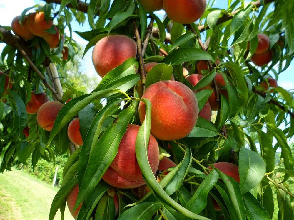 3 günde 3 kilo verdiren herkesin merak ettiği şeftali diyeti! - 5