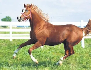 Şampiyonların tayları satışta