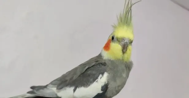 Sultan papağanı Bitik her sabah evdekileri Ölürüm Türkiyem parçasıyla uyandırıyor