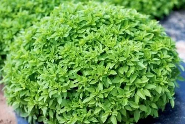 Ağrıya karşı fesleğen