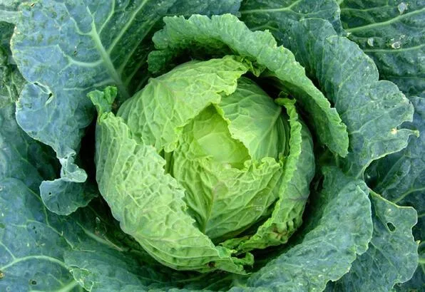 Kanser savaşçısı lahana! İşte kanserle ilgili bilinmesi gerekenler...-3