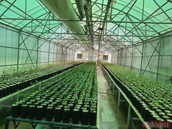 Yanan ormanlar ne olacak? Ağaçlandırma çalışması sonbaharda başlayacak - 2