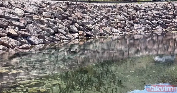 Brezilya'nın 'Yılan Adası' değil Türkiye! Sürü halinde güneşlendiler - 4