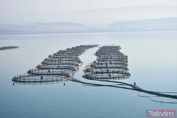 Yıllık kazançları 1 milyar TL! Deniz olmayan şehir Malatya'dan Avrupa ve Rusya'ya somon ihraç ediyorlar - 3