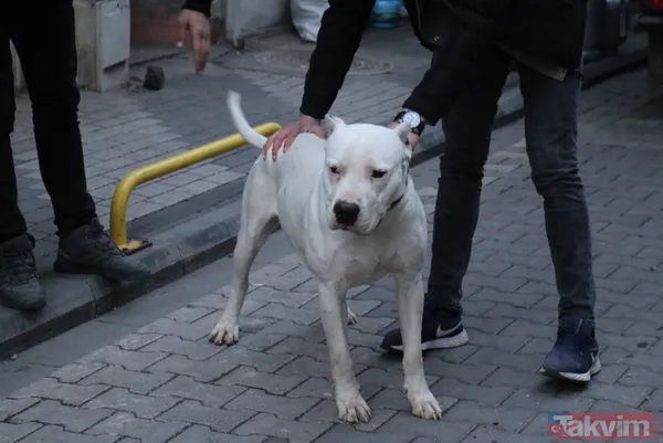 Malatya'da 'pitbull'lu dehşet! Kavga ettiği kişilerin üzerine köpeği saldı: 3 yaralı - 10