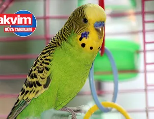 Rüyada muhabbet kuşu görmek ne anlama gelir? Rüyada muhabbet kuşu satın almak ve muhabbet kuşu beslemek neye işarettir?