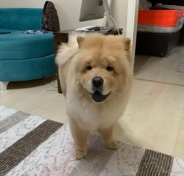 restoranda-kopek-saldirisi-unlu-sanatci-ali-kalin-siparisini-beklerken-kulagini-kopardi-savciligin-yolunu-tutt-1692855795133.jpg Restoranda köpek saldırısı! Ünlü sanatçı Ali Kal’ın siparişini beklerken kulağını kopardı! Savcılığın yolunu tuttu!-3