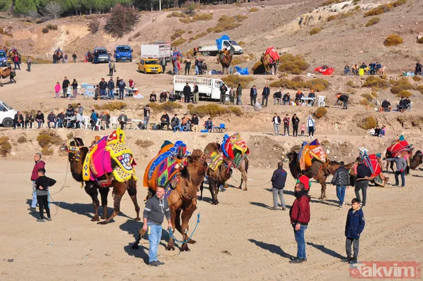 Son anda kurtuldular! Manisa'da deve güreşlerinde ezilme tehlikesi - 32