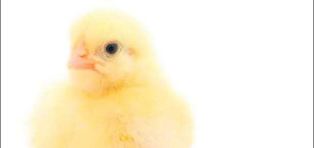 Yumurtaya tazelik ayarı