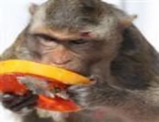 Maymunlara açık büfe yemek