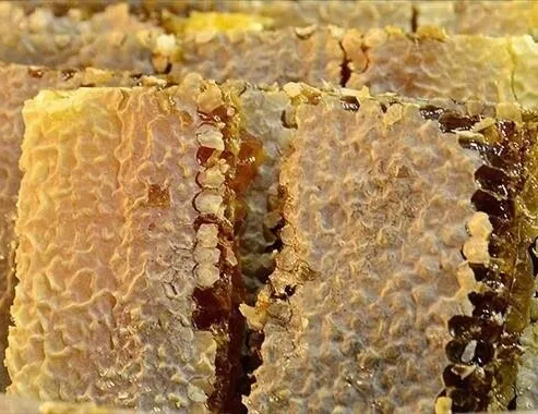 Balda şeker tuzağı