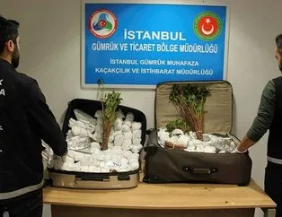 İstanbul Havalimanı’nda khat cinsi uyuşturucu
