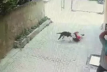 Ataşehir’de pitbull dehşeti!