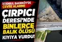 Çırpıcı Deresi'nde balık ölümleri