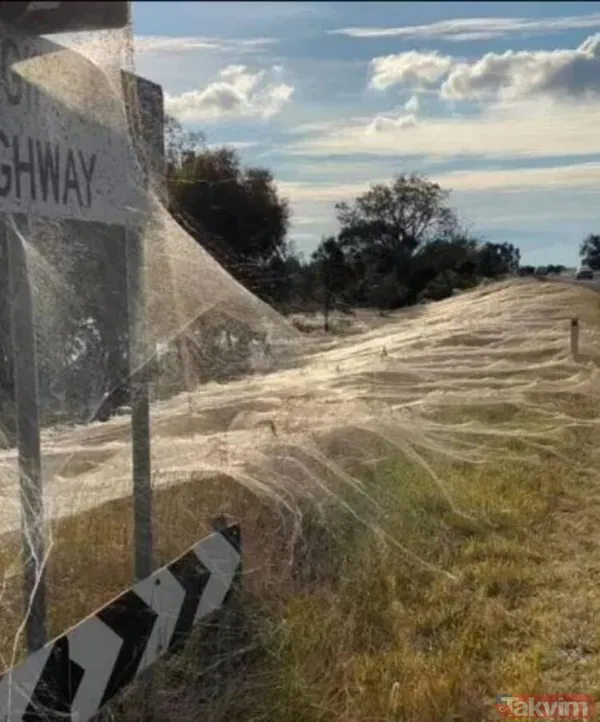 Koronavirüs fare istilasından sonra şimdi de örümcek istilası! Avustralya'da her yeri örümcek ağları kapladı - 2