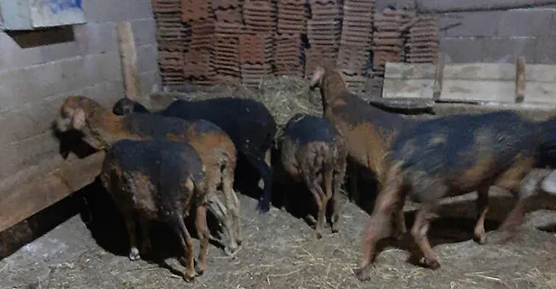 70 hayvan telef oldu