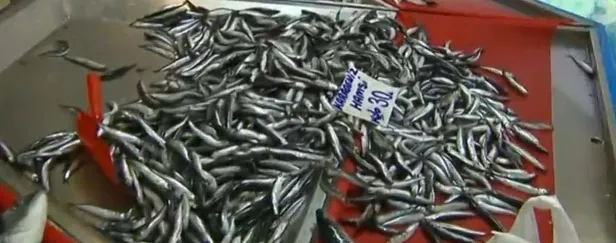 balik-fiyatlari-ne-kadar-oldu-guncel-balik-fiyatlari-2021-levrek-hamsi-istavrit-somon-mezgit-cinekop-cupra-alabalik-1638502773177.jpg Balık fiyatları ne kadar oldu? Güncel balık fiyatları 2021 Levrek, hamsi, istavrit, somon, mezgit, çinekop, çupra, alabalık...-5