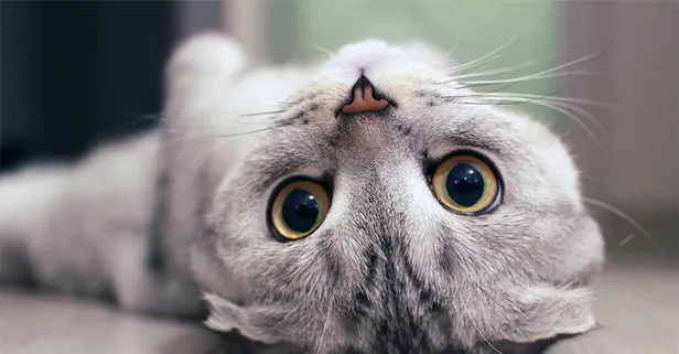 Evinde bakanlar bile bilmiyor! Kedilerin şaşkına çeviren 8 özelliği, ilk kez duyacaksınız! British, Scottish, Tekir, Van kedisi...