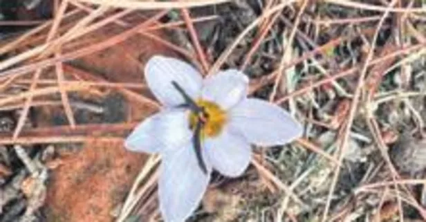 Bu çiçeği koparmak 387 bin TL