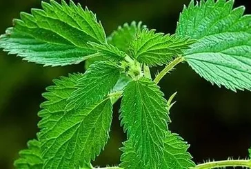 Isırgan otu sağlık dolu