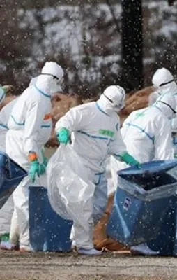 Fransa'da kuş gribi tehlikesi