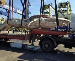 Görenler inanamadı! Türkiye’de karaya vurdu