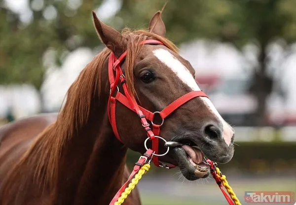 14 at toplamda 4 milyon 640 bin liraya satıldı - 10