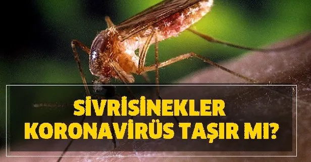 Sivrisinekler koronavirüsü yayar mı? Sivrisinekler koronavirüs taşır mı? Korona Türkiye son dakika haberleri