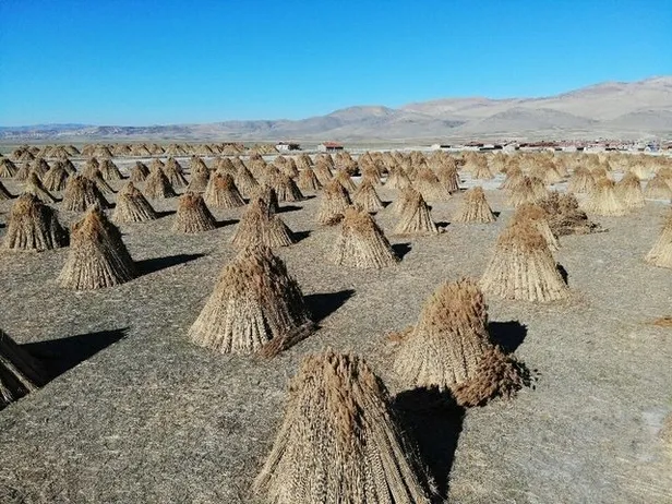 Bu köyün sakinleri paraya para demiyor! Bir haftada 500.000 TL kazandılar! Bu işin getirisi çok yüksek-3