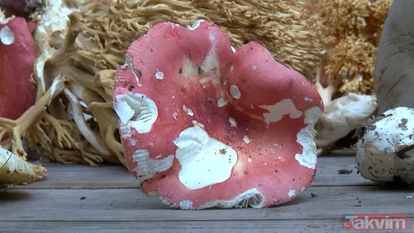 50 gramı bile insanı öldürebiliyor! 29 binden fazla mantar türü yenmiyor: İnsanları öldüren mantarların yüzde 95'i köygöçüren mantarı - 7