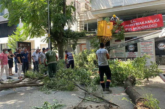 Ankara'da facianın eşiğinden dönüldü! 10 metrelik ağacın dalı yol ortasına devrildi