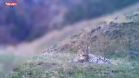 Bakan Yumaklı Anadolu Parsı'nın yeni görüntülerini paylaştı