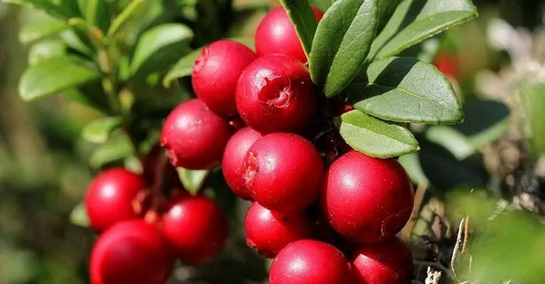 Enfeksiyonu vücuttan şipşak atıyor! Antibiyotikten daha güçlü mucize meyve! 2 su bardağı...