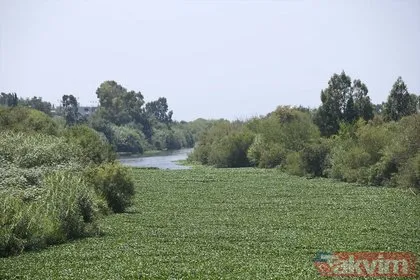 Evsel atıklar yüzünden Asi Nehri’nde ekosisteme zarar veren su sümbülleri arttı