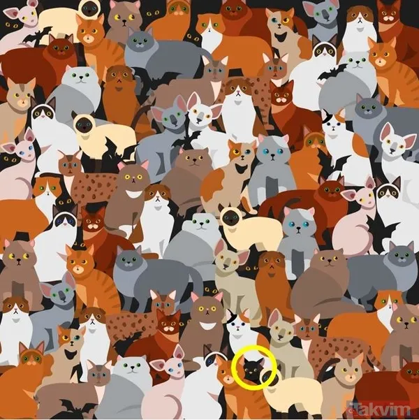 Cevabı Bulabildiniz Mi? 🎉 Harika İş Çıkardınız! Eğer 5 Saniye İçinde Gizli Siyah Kediyi Bulduysanız, Mükemmel Bir Gözlem Yeteneğine Sahipsiniz Demektir...