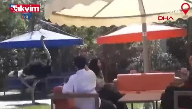 Aksaray’da ilginç olay! Çılgın deve kuşu müşteriyi kovaladı!