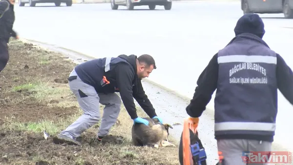 Bağcılar'da başıboş köpek saldırısı! Bacağından yakaladı - 5