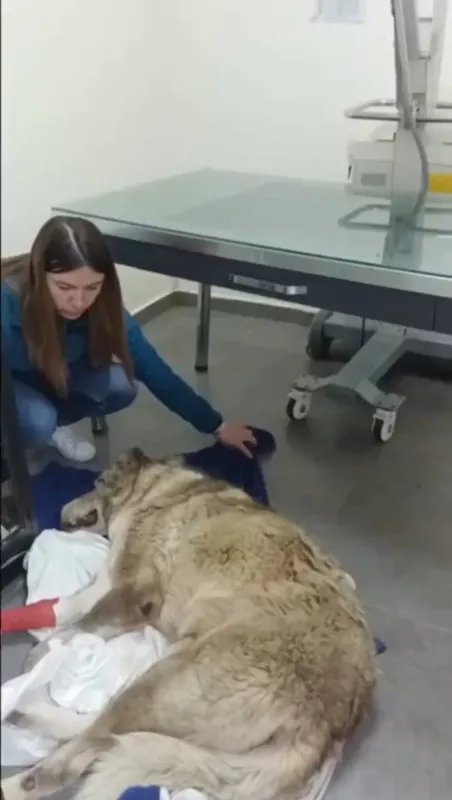 sana-aynisini-yapsalar-nasil-olur-sakarya-sapancada-sokak-kopegini-otomobiliyle-ezdi-1667318915588.jpg Sana aynısını yapsalar nasıl olur? Sakarya Sapanca'da sokak köpeğini otomobiliyle ezdi-6